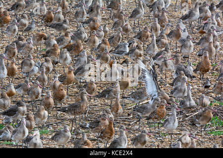 Schwarz-tailed Godwits Podiceps cristatus roosting Herde an Snettisham RSPB Reservat auf dem Waschen Norfolk Herbst Stockfoto