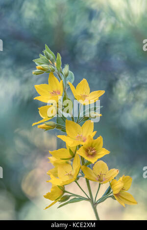 Gepunktete felberich (Lysimachia punctata) Blüte Kopf gegen blurry Garten Hintergrund. Wales, Großbritannien, Juli Stockfoto