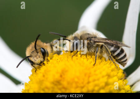 Zwei gipser Bienen (Colletes daviesanus) Fütterung auf oxeye daisy flower, North Devon, UK, Sommer. Stockfoto