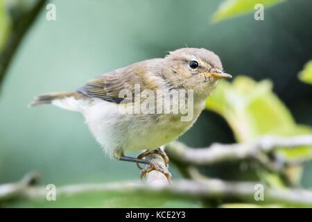 Chiffchaff (Phylloscopus collybita), stehend auf einem Zweig, North Devon, Juni. Stockfoto