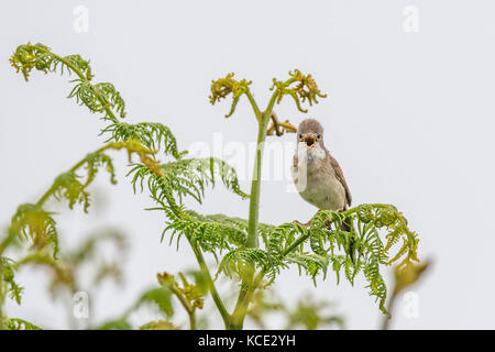 Whitethroat (Sylvia communis), Kamera, stehend auf Bracken im Frühjahr, Pembrokeshire, Wales, UK. Stockfoto