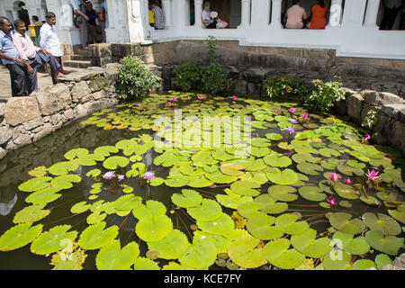 Nil Manel, blaue Seerose (Nymphaea Stellata oder Nymphaea Nouchali) in Dambulla, Sri Lanka, Asien Stockfoto