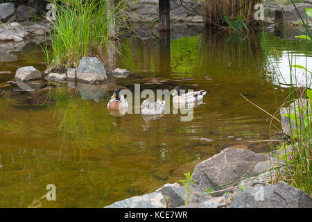 Zwei männliche Stockenten und weibliche Stockente Ente schwimmend auf einem Teich an Sommer. Mallard - ein Vogel aus der Familie der Entenvögel Loslösung von Wasservögeln. t Stockfoto