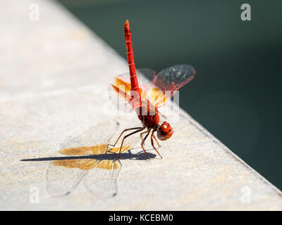 Rot geäderten Darter oder rot geäderten Nomad (Sympetrum fonscolombii) der Gattung Aeshna, ruhen auf einem Pool in Valencia, Spanien Stockfoto