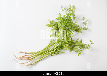 Koriander (Coriandrum sativum) oder chinesische Petersilie auf weißem Hintergrund. organisches Gemüse und Kräuter Konzept Stockfoto