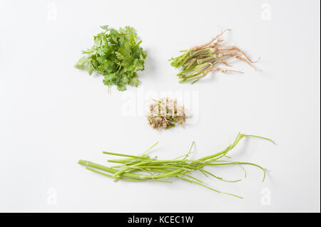 Koriander (Coriandrum sativum) oder chinesische Petersilie Elemente einschließlich Blätter, Wurzeln, Stämme, und zerstieß Koriander mischen mit Knoblauch auf weißem Hintergrund. Stockfoto