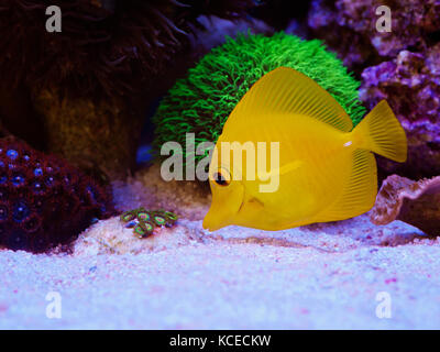 Hawaiian gelb Tang im Aquarium Stockfoto