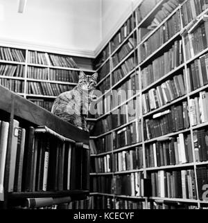 Eine Katze sitzt oben auf einem Regal in der Bibliothek an der highgate literarische und wissenschaftliche Institution, 11 South Grove, Highgate, London. von Joh fotografiert. Stockfoto