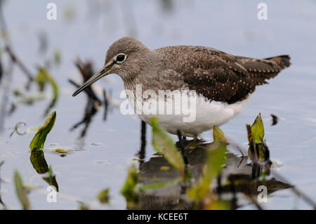 Ein erwachsener Green sandpiper (Tringa ochropus) waten in einen flachen Pool auf der Insel Sheppey, Kent. Dezember. Stockfoto