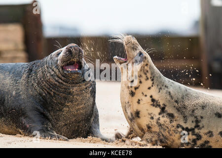 Zwei erwachsene Atlantic Kegelrobbe (Halichoerus grypus), Stier auf der Linken, Kuh auf rechts, oben werfen Sand, während jeder andere bedrohlich an einem Strand in Perugia Stockfoto