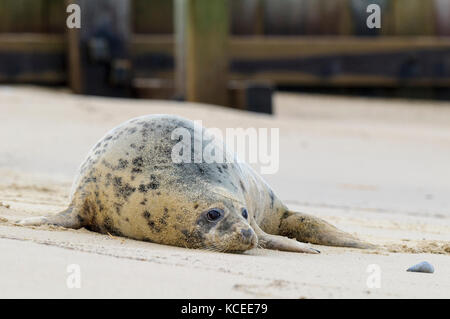 Ein erwachsener Atlantic Kegelrobbe (Halichoerus grypus) Kuh auf einem Strand bei Winterton Dünen National Nature Reserve, Winterton-on-Sea, Norfolk. Dezember. Stockfoto