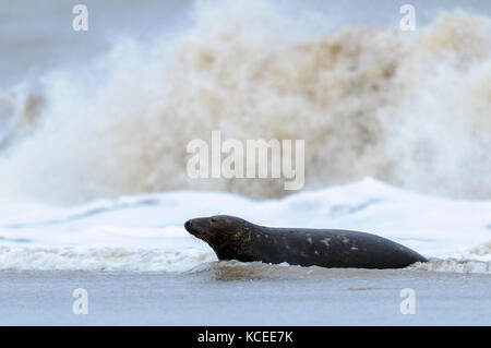 Ein erwachsener Atlantic Kegelrobbe (Halichoerus grypus) Kuh an Land kommen durch die Brandung am Strand in die Dünen von Winterton National Nature Reserve, Sen monorom - auf Stockfoto