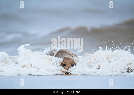 Ein erwachsener Atlantic Kegelrobbe (Halichoerus grypus) Stier an Land kommen durch die Brandung am Strand in die Dünen von Winterton National Nature Reserve, Winterton-o Stockfoto