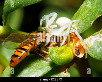 Crab spider (Misumena vatia) - Italien Stockfoto