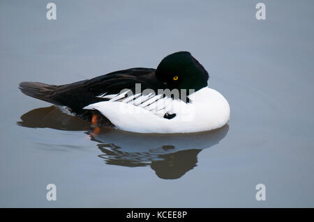 Eine erwachsene männliche Schellente (Bucephala clangula) Schwimmen in einem Süßwasser-Pool an der Wildvogel- und Feuchtgebiet Vertrauen in Washington, Tyne und Wear. Dezember. C Stockfoto