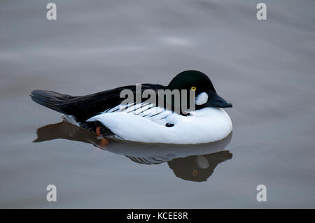 Eine erwachsene männliche Schellente (Bucephala clangula) Schwimmen in einem Süßwasser-Pool an der Wildvogel- und Feuchtgebiet Vertrauen in Washington, Tyne und Wear. Dezember. C Stockfoto