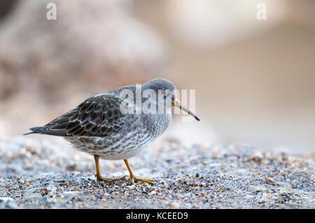 Ein erwachsener Meerstrandläufer (Calidris maritima) im Winter Gefieder, stehend auf einem Felsen in Bridlington, East Yorkshire. Januar. Stockfoto