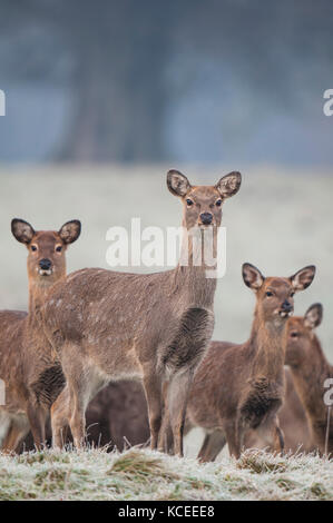 Eine Gruppe erwachsener Damhirsch (Dama Dama) stehend auf eisige Gras in der Nähe von Bedale, North Yorkshire. Januar. Stockfoto