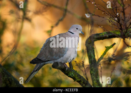 Ein erwachsener collared dove (Streptopelia decaocto) in einem Baum in einem Garten in Sowerby, North Yorkshire thront. Januar. Stockfoto