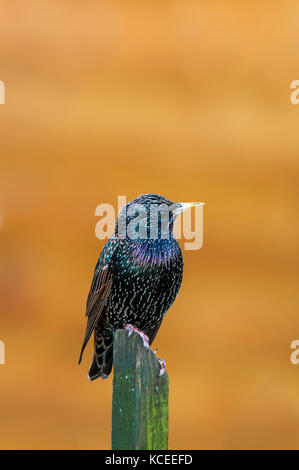Ein erwachsener Star (Sturnus vulgaris) auf einem Zaunpfosten in einem Garten in Sowerby, North Yorkshire thront. Januar. Stockfoto