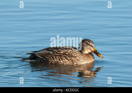 Ein erwachsenes Weibchen Stockente (Anas platyrhynchos) Schwimmen in einem See bei RSPB Fairburn, Castleford, West Yorkshire. Februar. Stockfoto