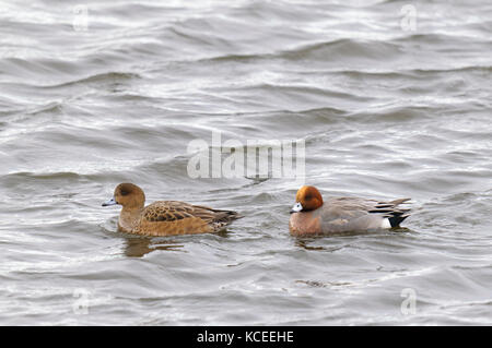 Ein paar der Pfeifente (Anas penelope) Zucht im Gefieder, weiblichen und männlichen Recht, Schwimmen auf einem grauen See an der Wildvogel und Wetland Trust Center an Stockfoto