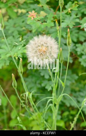 Wiese Schwarzwurzeln (Tragopogon Pratensis) Stockfoto