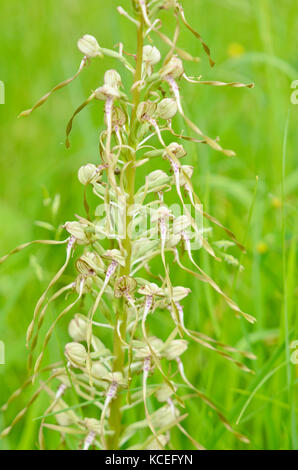 Lizard orchid (Himantoglossum hircinum) Stockfoto