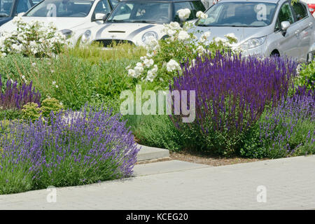 Lavendel (Lavandula), Salbei (salvia) und Rose (rosa) Stockfoto