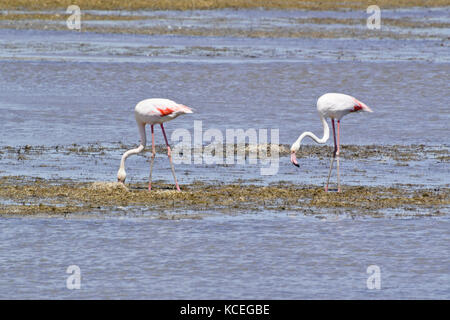 Mehr Flamingo (phoenicopterus Roseus), Camargue, Frankreich Stockfoto
