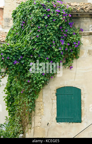 Gemeinsame morning glory (Ipomoea purpurea) Stockfoto