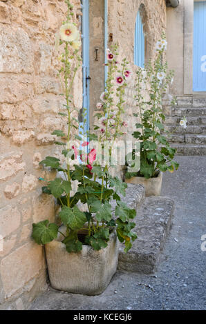Stockrosen (Alcea) im Blumenkübel, Les Baux-de-Provence, Provence, Frankreich Stockfoto
