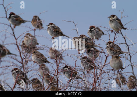 Spaniens sparrow Passer hispaniolensis Herde in Busch gehockt Stockfoto