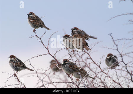 Spaniens sparrow Passer hispaniolensis Herde in Busch gehockt Stockfoto