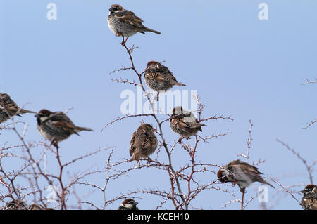 Spaniens sparrow Passer hispaniolensis Herde in Busch gehockt Stockfoto