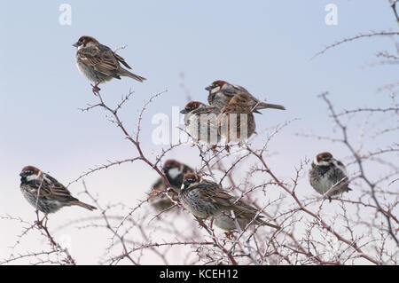 Spaniens sparrow Passer hispaniolensis Herde in Busch gehockt Stockfoto