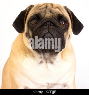 Eine Sitzung mops Hund schaut traurig. Isoliert Stockfoto