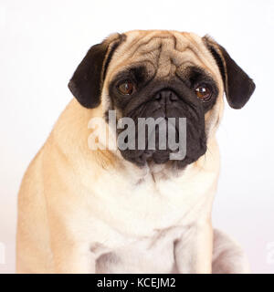 Eine Sitzung mops Hund schaut traurig. Isoliert Stockfoto