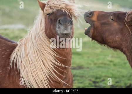 Funny Horse - Isländische Pferde kämpfen auf den Shetland Inseln, Schottland, Großbritannien Stockfoto