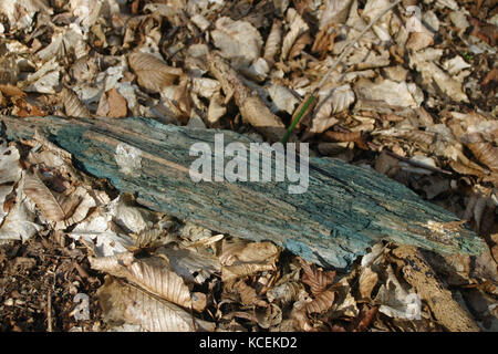 Grün gebeizt, totes Holz wahrscheinlich durch die Grüne elfcup (chlorociboria aeruginascens) Pilz. Hintergrund der toten und verwesenden Blättern im Wald verursacht. Stockfoto