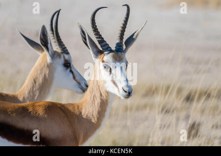 Close-up Portrait von Paar der Afrikanischen springbock vor trockenes Gras, Etosha National Park, Namibia, Südafrika Stockfoto