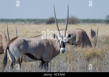 Nahaufnahme Porträt der schönen Oryx Oryx Antilopen oder in hohem Gras stehen, Etosha National Park, Namibia, Afrika Stockfoto