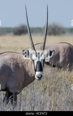 Nahaufnahme Porträt der schönen Oryx Oryx Antilopen oder in hohem Gras stehen, Etosha National Park, Namibia, Afrika Stockfoto