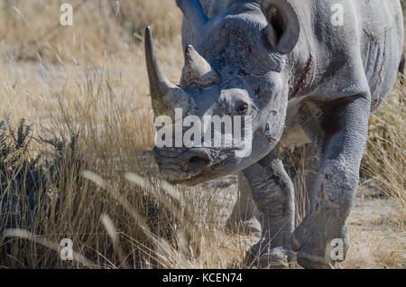 Close-up Portrait von Leiter der African Black Rhino mit Schlacht Narben und Verletzungen, Etosha National Park, Namibia, Afrika Stockfoto