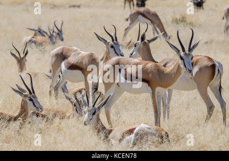 Landschaft schoss der schönen afrikanischen Springbock gazellen vor trockenes Gras, Etosha National Park, Namibia, Afrika Stockfoto