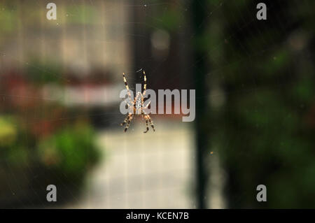 Garten cross Spider im Web, Araneus diadematus Stockfoto