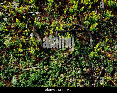 Vegetation regenerieren Nach dem Brennen. Moel Findeg lokale Nature Reserve, Denbighshire. neue Triebe von Ginster und Heidekraut, Heidelbeeren und Brombeeren. Stockfoto