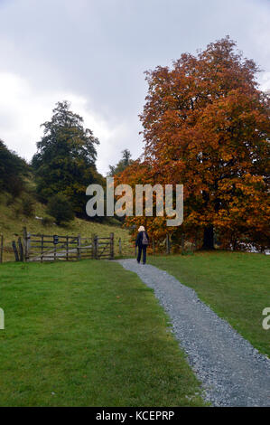 Einsame Frau Wanderer Wandern im Herbst auf die Dales weg Fußweg zwischen Grassington & burnsell in Bösingen, Yorkshire Dales National Park, Stockfoto