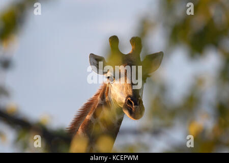 Giraffe (Giraffa Camelopardalis) an der Kamera schaut hinter einem Baum, Krüger Nationalpark, Südafrika Stockfoto