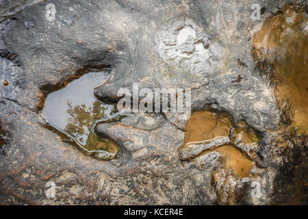 Fußabdruck von Dinosauriern ( Carnotaurus ) auf dem Boden in der Nähe des Flusses im Phu Faek National Forest Park , Kalasin , Thailand . Das Wasser ist drauf. Stockfoto